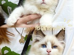-lincat·猫舍(广州店)