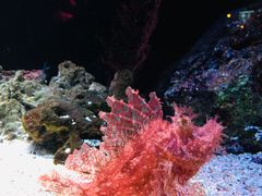 -暹罗海洋世界