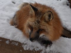 -宫城藏王狐狸村