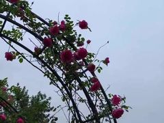 -福建鲤鱼洲酒店