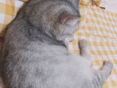 -福懋动物医院·犬猫全科·外科·重症科(杏林分院)