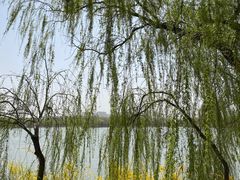 -大兴滨河森林公园