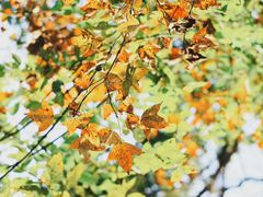 -江西阳明山国家森林公园