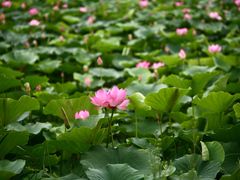 -西青郊野公园