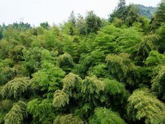 -石台牯牛降景区