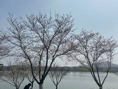 -羊山湖公园