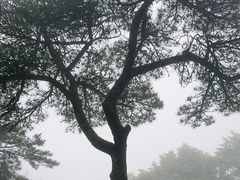 -黄山白云宾馆