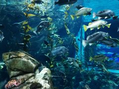 -瑞普利水族馆