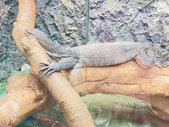 -广州长隆飞鸟乐园