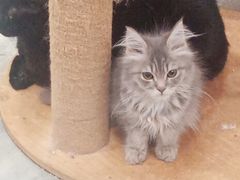-楼上猫咖(罗湖店)