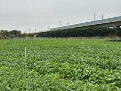 -光明小镇欢乐田园