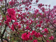 -苏州上方山国家森林公园