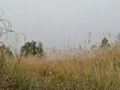 -桤木河湿地公园