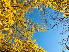 -三里屯东五街银杏大道