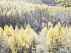 -塞罕坝国家级自然保护区