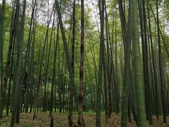 -杭州植物园
