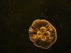 -上海海洋水族馆