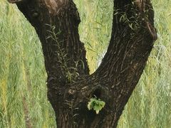 -元大都城垣遗址公园