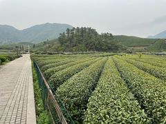 -龙坞茶村