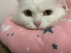 -美联众合动物医院·24h转诊中心