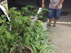 -遇龙河大樟树农家乐