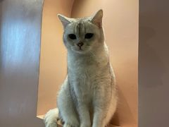 -猫儿山۰猫主题餐厅
