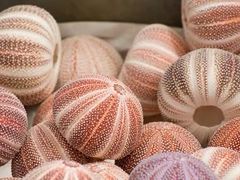 -海胆小馆(东北水饺·春柳店)