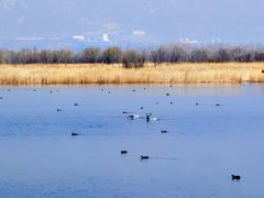 -野鸭湖国家湿地公园
