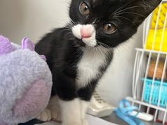 -关爱动物医院·心脏·中兽医·异宠(金牛路分院)