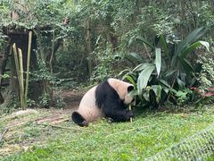 -成都大熊猫繁育研究基地