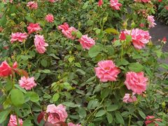 -亚龙湾国际玫瑰谷