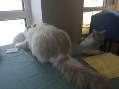 -鼓捣猫呢主题猫咖店