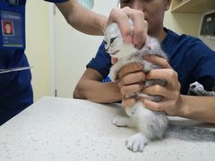 -芭比堂动物医院广州顽皮分院