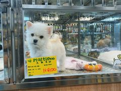 -香港宠物街