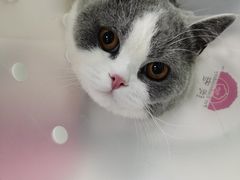 -北京观赏动物医院·24小时大型综合·猫专科·异宠专科