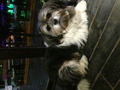 android_upload_pic-山色柴火烤披萨·原切牛扒