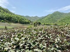 -龙坞茶村