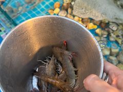 -渔家火锅·海鲜自助餐·演艺(亚龙湾天域酒店)