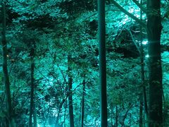 -云碧峰国家森林公园