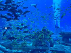 -亚特兰蒂斯•OSSIANO奥西亚诺海底餐厅