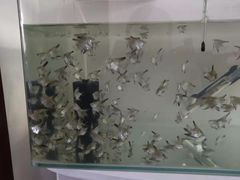 -中环花鸟鱼虫市场