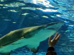 -上海海洋水族馆