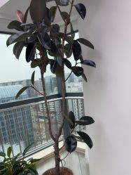 -HEYAN荷妍专业脱毛连锁机构