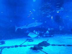 -烟台海昌鲸鲨海洋公园