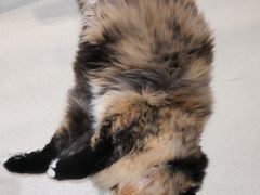 -藏猫猫咖啡主题馆(中央大道店)