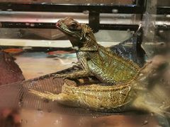 -酷以爬仙阁实体爬宠店·守宫·蜥蜴·专业繁育