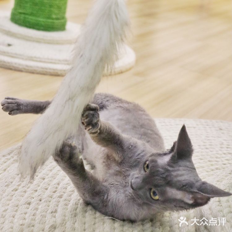 上海探店🐱打卡利路修同款撸猫圣地‼️