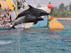 -秦皇岛乐岛海洋王国