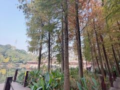 -重庆彩云湖湿地公园