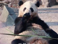 -都江堰中华大熊猫苑